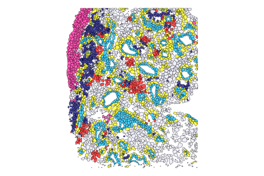 A drawing with purple, blue, red, lilac, yellow, and light green mapping out a network of cells